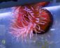 Preview: Actinia mediterranea Anemone Größe L